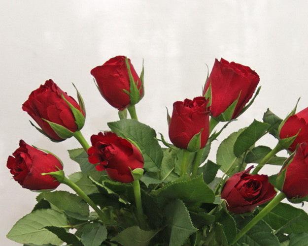 Букет із 9 червоних троянд під стрічку