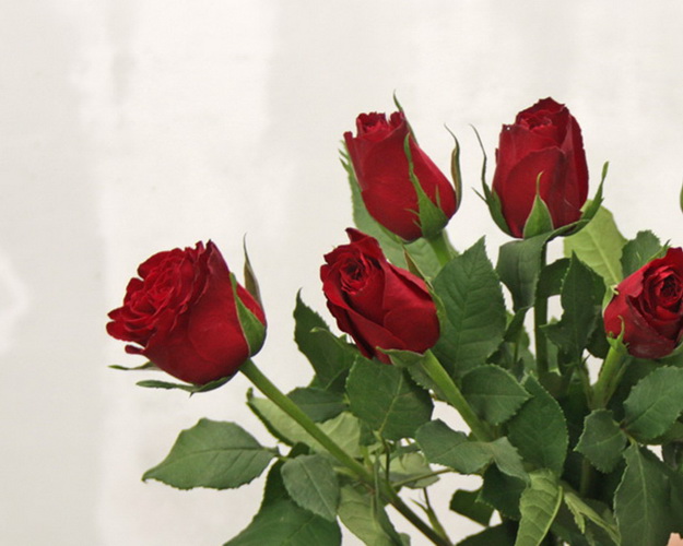 Букет із 7 червоних троянд під стрічку