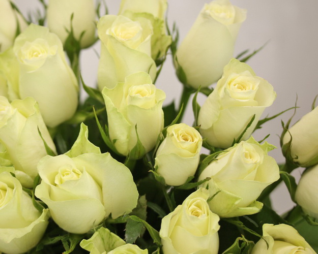 Букет із 25 білих троянд під стрічку