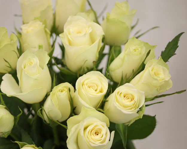 Букет із 15 білих троянд під стрічку