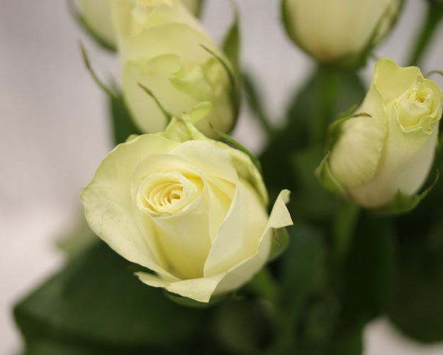 Букет із 11 білих троянд