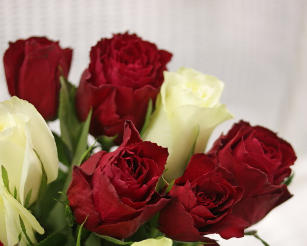 Букет з 15 червоних та білих троянд мікс під стрічку