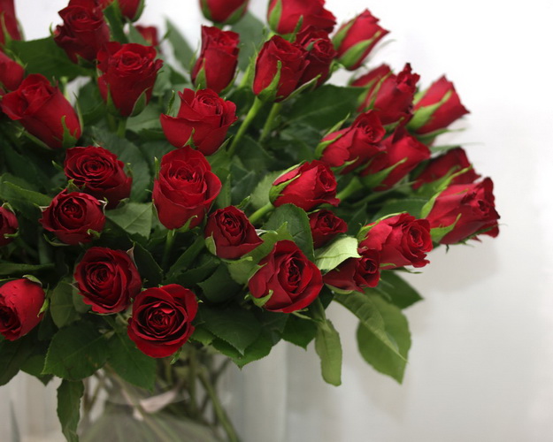 Троянда червона