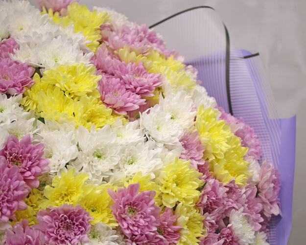 Букет із 51 кущової хризантеми мікс у стильній упаковці