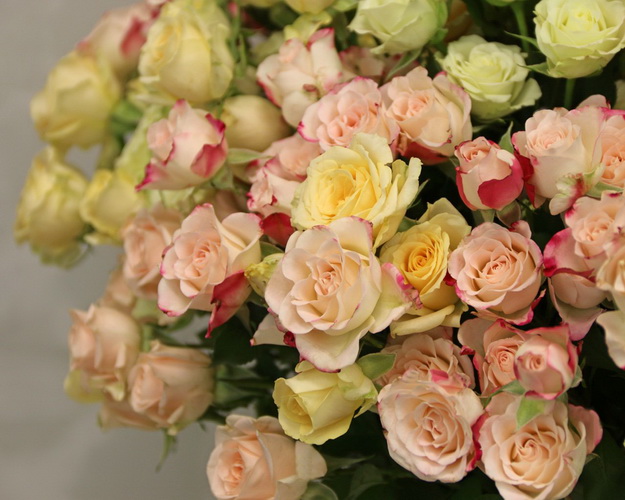 Троянда кущова ніжний мікс