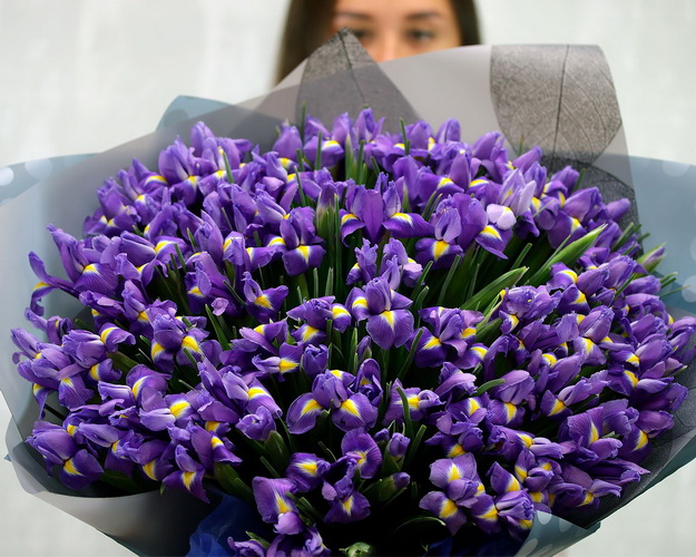 Букет із 101 синього ірису в стильній упаковці.