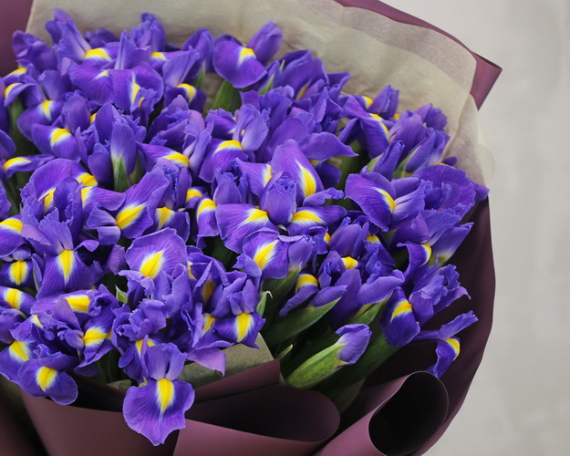 Букет із 51 синього ірису в стильній упаковці.