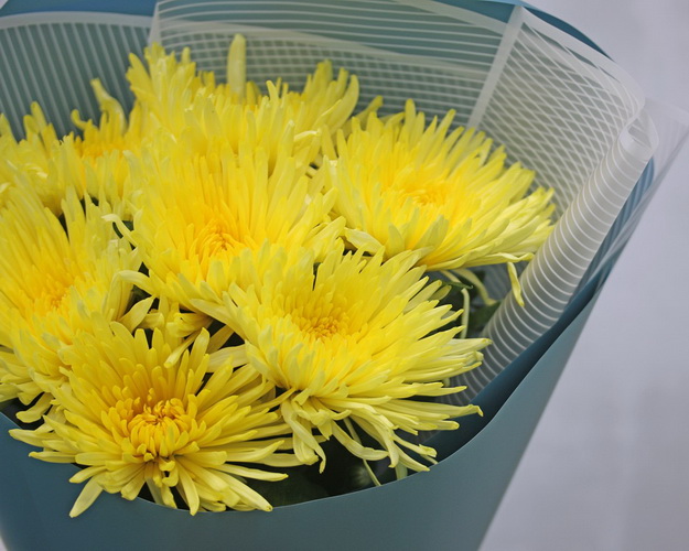 Букет із 7 жовтих хризантем в стильній упаковці.