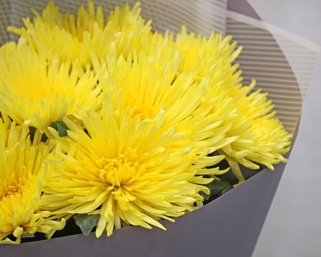 Букет із 9 жовтих хризантем в стильній упаковці.