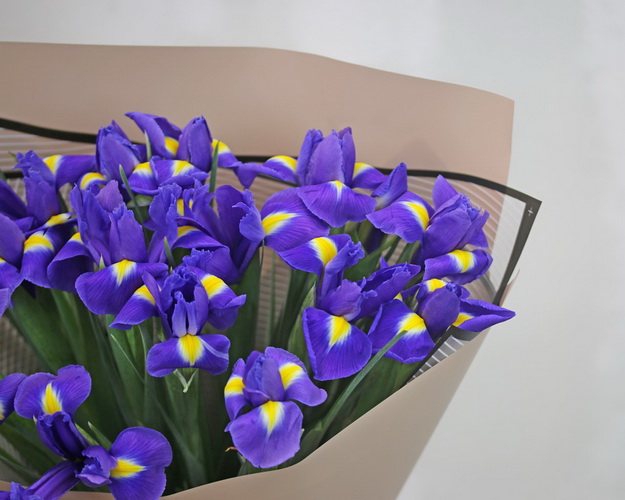 Букет із 15 синіх ірисів у стильній упаковці.