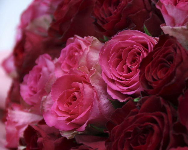 Букет із 101 троянди Кольори