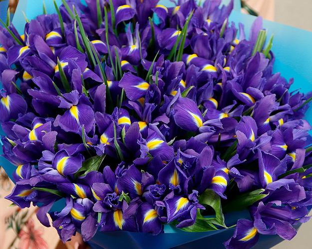 Букет із 51 ірису в стильній упаковці.