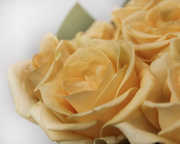 Букет троянд Перл