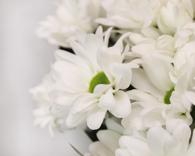 Букет хризентем Самер