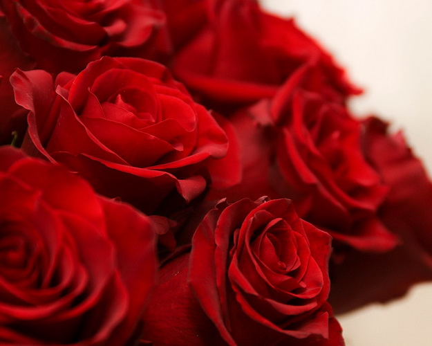 Троянда імпорт червона