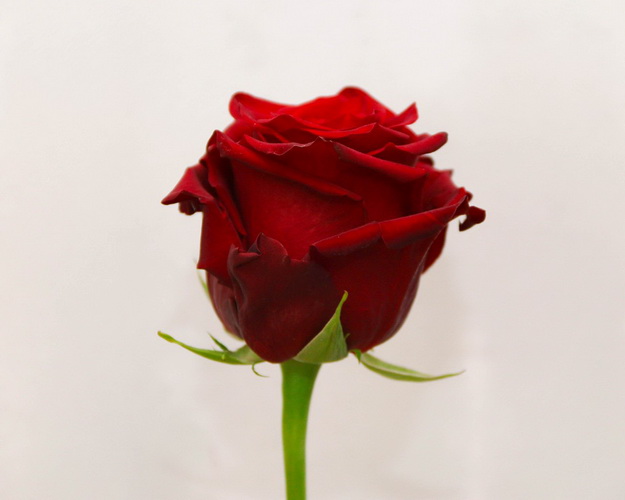 Троянда імпорт червона