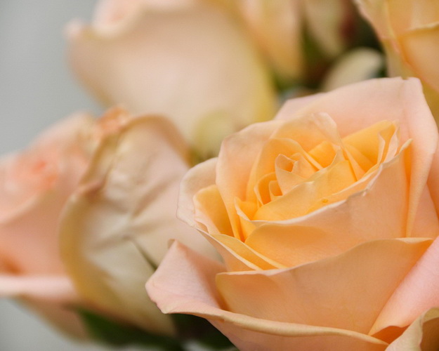 Троянда імпорт коралового відтінку