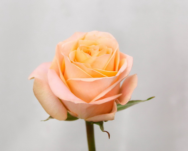 Троянда імпорт коралового відтінку