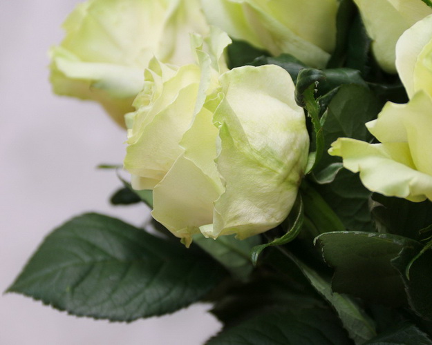 Троянда імпорт біло-зелена