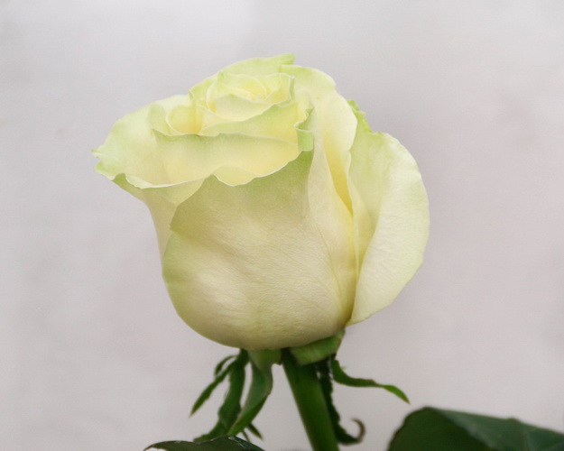 Троянда імпорт біло-зелена