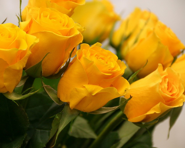 Троянда Еквадор жовта