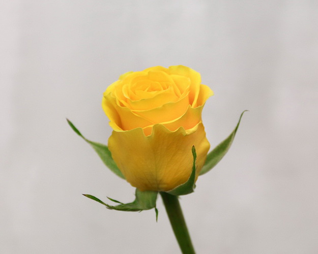 Троянда Еквадор жовта