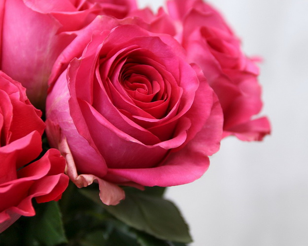 Троянда імпорт малинова