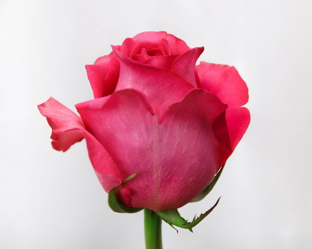 Троянда імпорт малинова