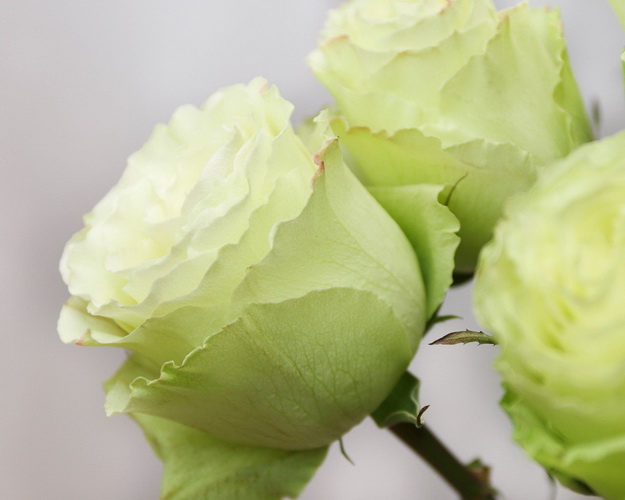 Троянда Еквадор зелена