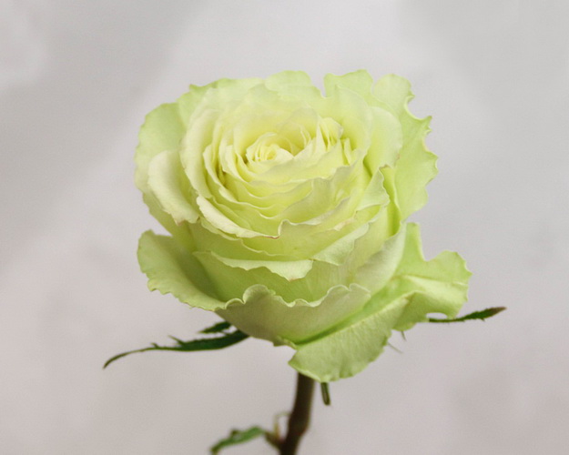 Троянда Еквадор зелена