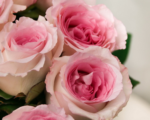 Троянда Еквадор молочно-рожева