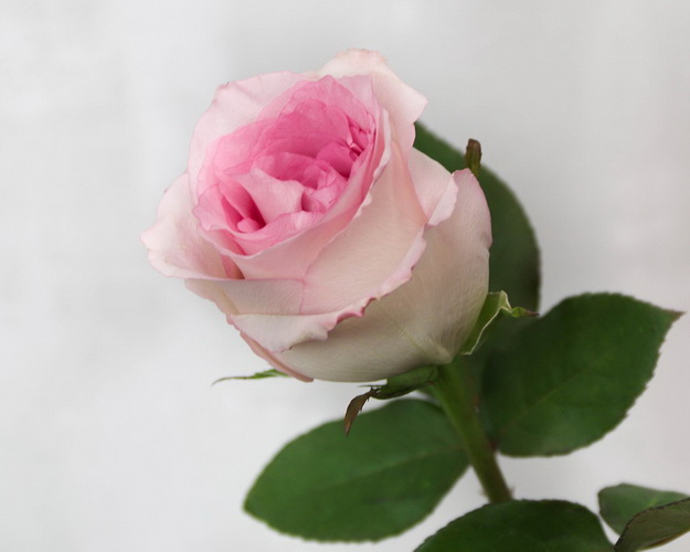 Троянда Еквадор молочно-рожева