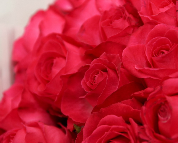 Букет із 51 малинової троянди в упакуванні