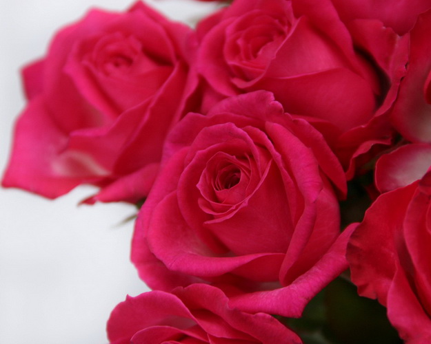 Букет із 51 малинової троянди під стрічку