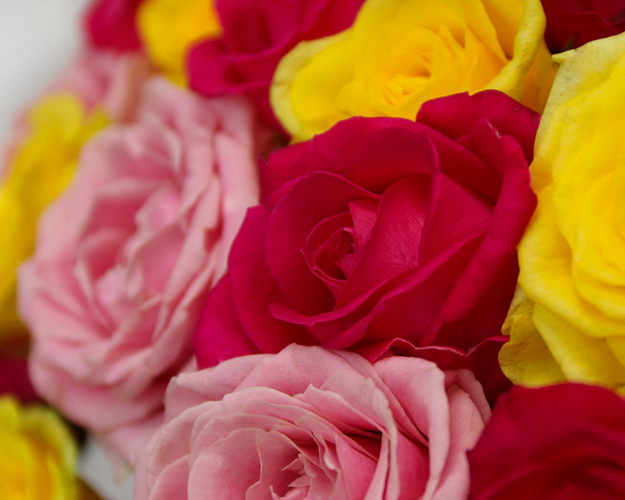 Букет із 51 троянди яскравий мікс у стильній упаковці