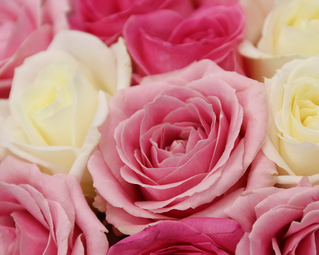 Букет із 51 троянди ніжний мікс під стрічку