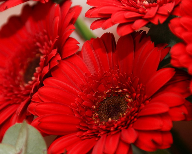 Букет із 9 червоних міні гербер у стильній упаковці із зеленню