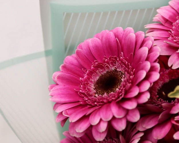 Букет із 15 малинових міні гербер у стильній упаковці із зеленню.