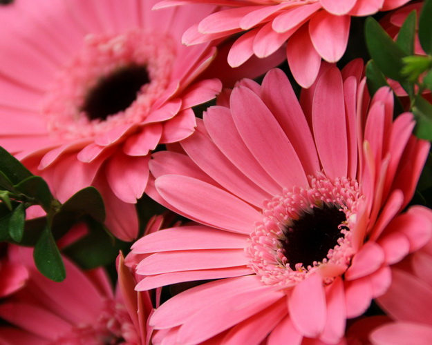 Букет із 9 рожевих міні гербер у стильній упаковці із зеленню