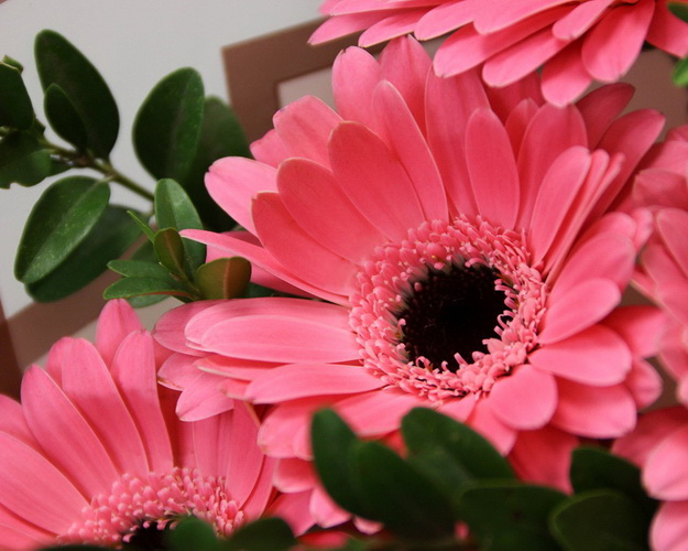 Букет із 11 рожевих міні гербер у стильній упаковці із зеленню