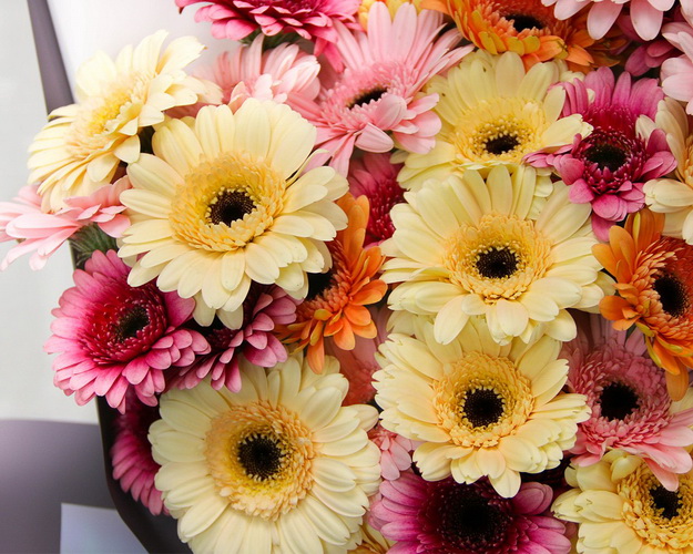 Букет із 51 міні гербер мікс у стильній упаковці.