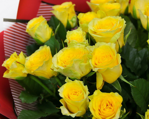 Букет із 35 жовтих троянд в упакуванні