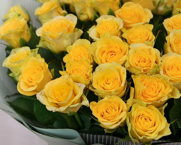 Букет із 51 жовтої троянди в стильній упаковці.