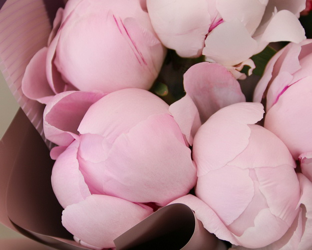 Букет з 7 рожевих півоній в упаковці