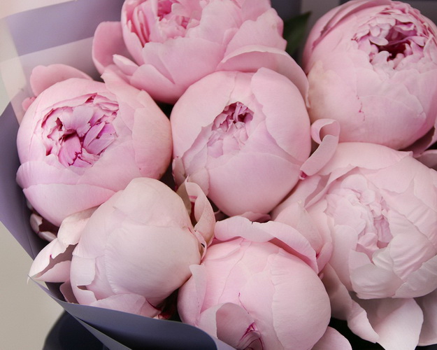 Букет з 9 рожевих півоній у стильній упаковці