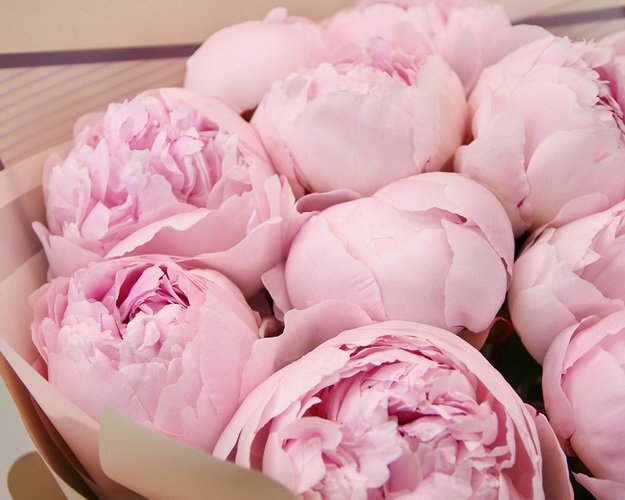 Букет з 11 рожевих півоній в упаковці