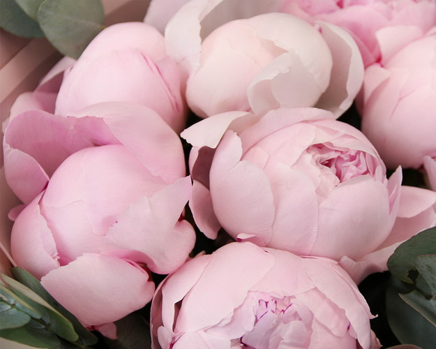 Букет з 7 рожевих півоній із зеленню в стильній упаковці