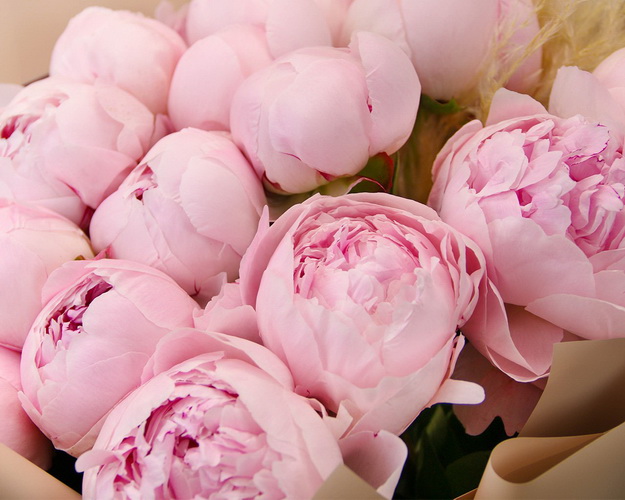 Букет з 15 рожевих півоній у стильній упаковці