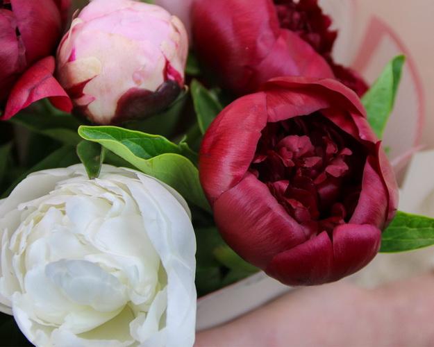 Букет з 15 півоній мікс у стильній упаковці