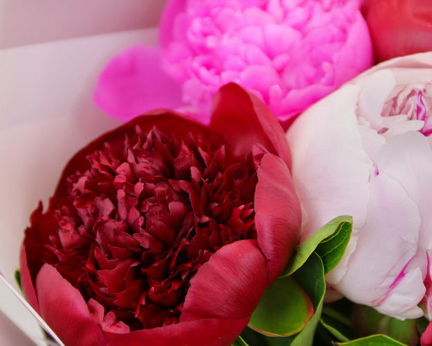 Букет з 7 півоній мікс у стильній упаковці